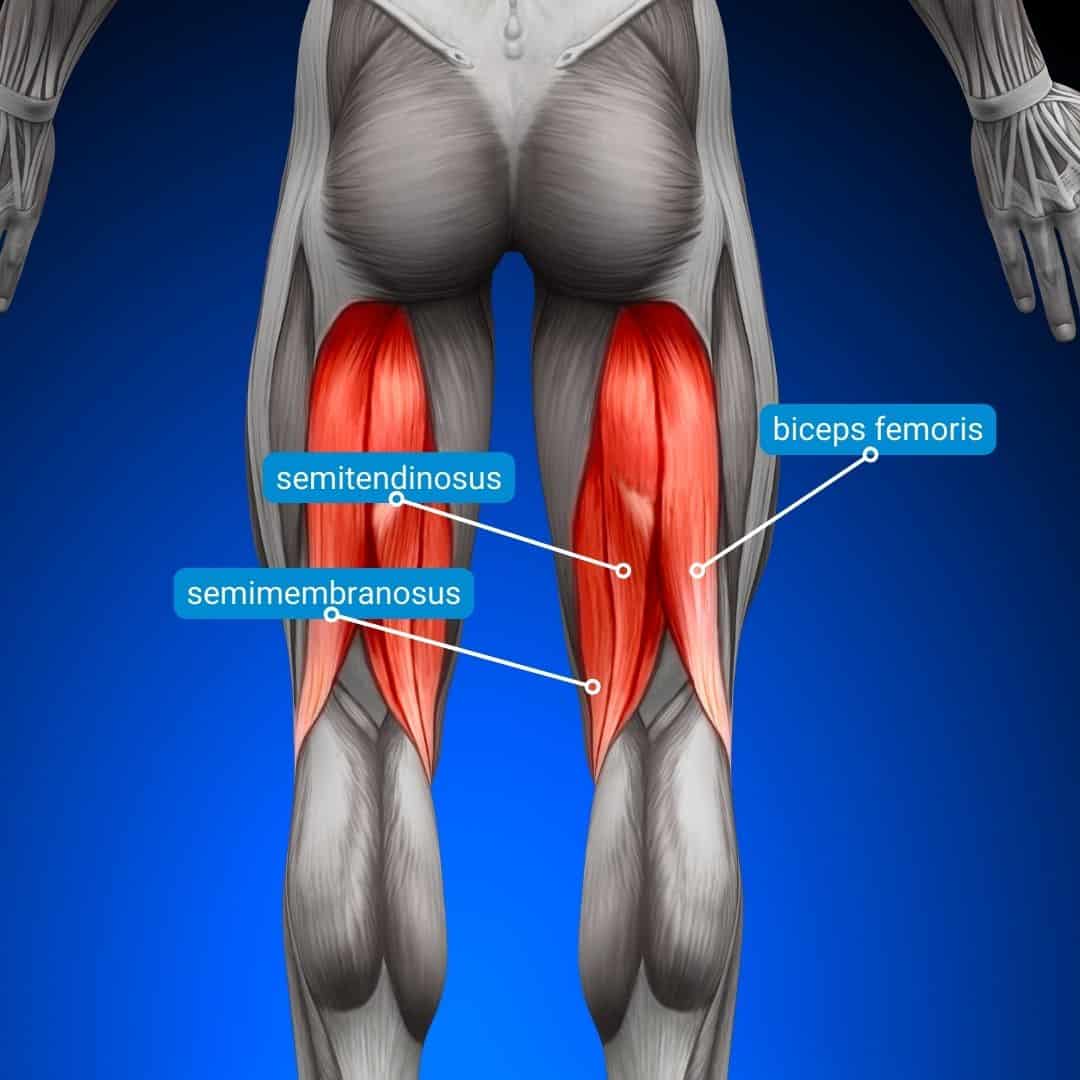 Anatomy of the Hamstrings Muscles