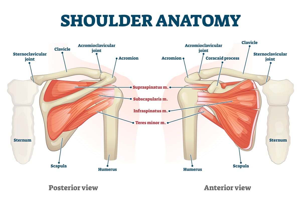 Anatomy of the Shoulder